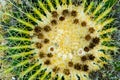 Closeup top view of golden barrel cactus on a bed of gravel