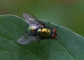 Closeup top view of green fly standing on green leaf Royalty Free Stock Photo