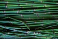 Closeup top view of green Horsetail reeds collected in one place Royalty Free Stock Photo