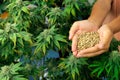 Closeup top view hand holding a gratifying heap of cannabis hemp seeds.