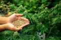 Closeup top view hand holding a gratifying heap of cannabis hemp seeds.