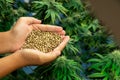 Closeup top view hand holding a gratifying heap of cannabis hemp seeds.