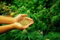 Closeup top view hands holding a gratifying heap of cannabis hemp seeds.