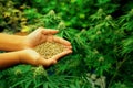 Closeup top view hands holding a gratifying heap of cannabis hemp seeds.