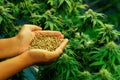 Closeup top view hands holding a gratifying heap of cannabis hemp seeds.