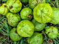 Closeup top view of heap of green raw guavas in market for sale