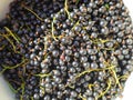Closeup top view of heap of wet black currant berries