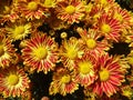 Closeup top view of Indian chrysanthemums of yellow and red colors in a garden