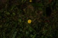 Closeup top view of an isolated yellow common dandelion flower in a garden Royalty Free Stock Photo