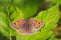 Meadow brown butterfly Maniola jurtina top view wings