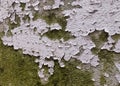 closeup top view, old cement floor, peeling paint, moss and mold Royalty Free Stock Photo