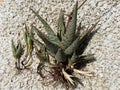 Closeup top view of a Pink Blush Aloe succulent plant with pups and bare roots Royalty Free Stock Photo