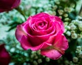 Closeup top view of a pink Hybrid tea rose flower in a garden Royalty Free Stock Photo