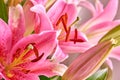 Closeup Top View Of Pink Orchids Growing At Nursery In Summer. Orchidaceae Blooming In Backyard Garden In Spring From