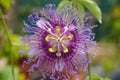 Closeup top view of a Purple passionflower in a garden, surrounded by green leaves