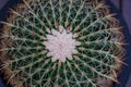Closeup top view of round shape cactus with spines and white fine wool Royalty Free Stock Photo