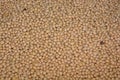 Closeup and Top view shot of Soy Bean texture Royalty Free Stock Photo