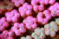 Closeup top view studio shot of various kinds of delicious tasty yummy baking donuts including strawberry chocolate white malt and