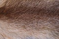 Closeup top view of texture colorful real animal fur Royalty Free Stock Photo