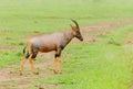 CLoseup of a Topi in prfile on the Serengeti