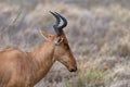 Closeup of a Topi in Serengeti National Park, Tanzania, Africa Royalty Free Stock Photo