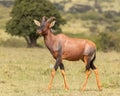 Closeup of Topi standing in Serengeti National Park, Tanzania, Africa Royalty Free Stock Photo