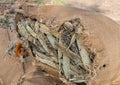 Closeup of torn bag with millet seedheads, Halagere, Karnataka, India Royalty Free Stock Photo