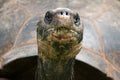 Closeup of a Tortoise Eating Grass