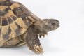 Closeup tortoise head isolated