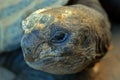Closeup of Tortoise