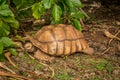 Closeup of Tortoise