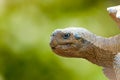 Closeup tortoise peeking head out of shell