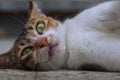 Closeup of a tortoise shell cat laying down on the floor.