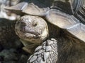 Closeup of tortoise