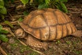 Closeup of Tortoise