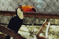 Closeup of a toucan seen through a metal fence