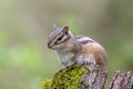 Closeup of a Townsend's Chipmunk perched on a surface in a lush green