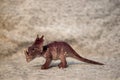 Closeup of a toy figurine of brown Triceratops dinosaur