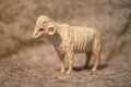 Closeup of a toy figurine of a goat