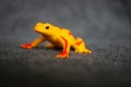 Closeup of a toy figurine of a yellow frog with red stripes