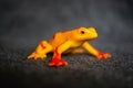 Closeup of a toy figurine of a yellow frog with red stripes