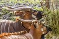 Closeup of the head of two mountain Bongo antelope eating Royalty Free Stock Photo