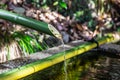 A closeup of a traditional Asian bamboo fountain with water splashing in the pool Royalty Free Stock Photo