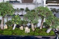 traditional bonsais in a gardening store