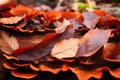 Closeup of Trametes versicolor, red turkey tail fungus and red fallen leaves, autumn foliage Royalty Free Stock Photo
