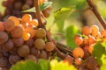 Traminer ripens in the sun Royalty Free Stock Photo