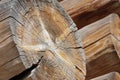 Closeup of transect of round log with coils and cracks Royalty Free Stock Photo
