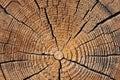 Closeup of transect of round log with coils and cracks Royalty Free Stock Photo