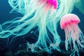 Closeup translucent blue light color jellyfish with poisonous tentacle in natural habitat. Sea moon jelly fish aurelia Royalty Free Stock Photo