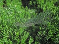 Closeup transparent dew droplets on spider mesh cobweb on green